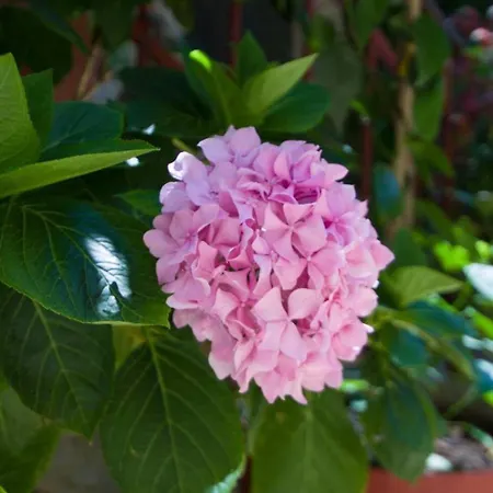 Sobe Andreis Apartmanhotel