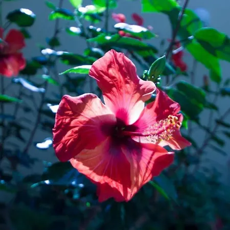 Aparthotel Sobe Andreis