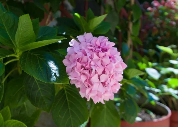 Sobe Andreis Aparthotel